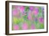 Field gladiolus flowering in meadow, Cyprus-Edwin Giesbers-Framed Photographic Print