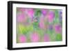 Field gladiolus flowering in meadow, Cyprus-Edwin Giesbers-Framed Photographic Print