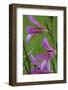 Field Gladiolus (Gladiolus Italicus) Close-Up of Flowers Covered in Raindrops, Limassol, Cyprus-Lilja-Framed Photographic Print