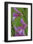 Field Gladiolus (Gladiolus Italicus) Close-Up of Flowers Covered in Raindrops, Limassol, Cyprus-Lilja-Framed Photographic Print