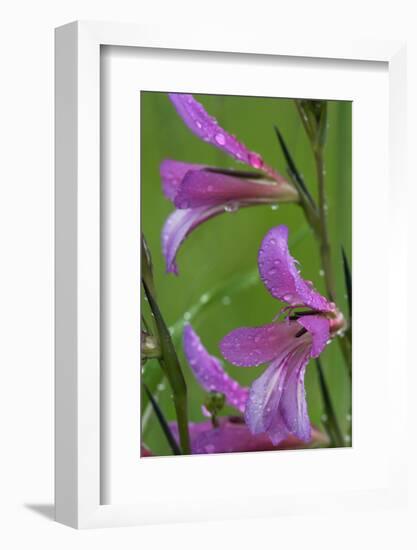 Field Gladiolus (Gladiolus Italicus) Close-Up of Flowers Covered in Raindrops, Limassol, Cyprus-Lilja-Framed Photographic Print