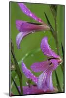 Field Gladiolus (Gladiolus Italicus) Close-Up of Flowers Covered in Raindrops, Limassol, Cyprus-Lilja-Mounted Photographic Print