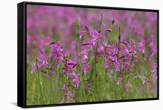 Field Gladiolus (Gladiolus Italicus) Flowering, Northern Cyprus, April 2009-Lilja-Framed Stretched Canvas