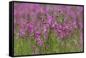 Field Gladiolus (Gladiolus Italicus) Flowering, Northern Cyprus, April 2009-Lilja-Framed Stretched Canvas