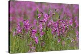 Field Gladiolus (Gladiolus Italicus) Flowering, Northern Cyprus, April 2009-Lilja-Stretched Canvas