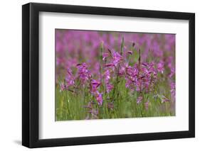 Field Gladiolus (Gladiolus Italicus) Flowering, Northern Cyprus, April 2009-Lilja-Framed Photographic Print