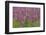 Field Gladiolus (Gladiolus Italicus) Flowering, Northern Cyprus, April 2009-Lilja-Framed Photographic Print