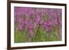 Field Gladiolus (Gladiolus Italicus) Flowering, Northern Cyprus, April 2009-Lilja-Framed Photographic Print