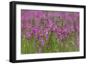 Field Gladiolus (Gladiolus Italicus) Flowering, Northern Cyprus, April 2009-Lilja-Framed Photographic Print