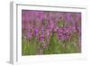 Field Gladiolus (Gladiolus Italicus) Flowering, Northern Cyprus, April 2009-Lilja-Framed Photographic Print