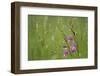 Field Gladiolus (Gladiolus Italicus) in Flower after Rain, Limassol, Cyprus, April 2009-Lilja-Framed Photographic Print