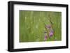 Field Gladiolus (Gladiolus Italicus) in Flower after Rain, Limassol, Cyprus, April 2009-Lilja-Framed Photographic Print