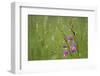 Field Gladiolus (Gladiolus Italicus) in Flower after Rain, Limassol, Cyprus, April 2009-Lilja-Framed Photographic Print