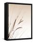 Field Grasses I Sepia-Debra Van Swearingen-Framed Stretched Canvas