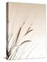Field Grasses I Sepia-Debra Van Swearingen-Stretched Canvas