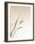 Field Grasses I Sepia-Debra Van Swearingen-Framed Photographic Print