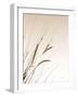 Field Grasses I Sepia-Debra Van Swearingen-Framed Photographic Print