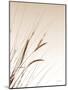 Field Grasses I Sepia-Debra Van Swearingen-Mounted Photographic Print