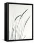 Field Grasses III-Debra Van Swearingen-Framed Stretched Canvas