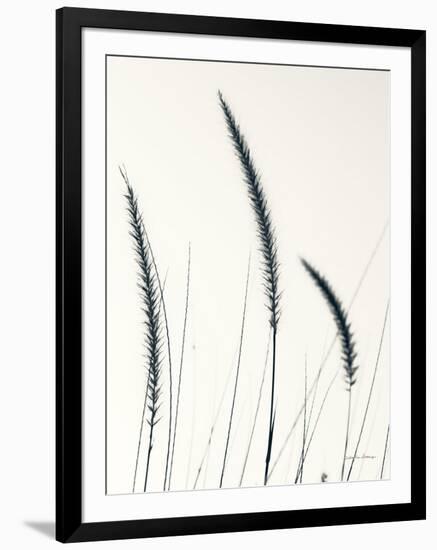 Field Grasses IV BW Crop-Debra Van Swearingen-Framed Photographic Print