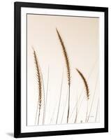 Field Grasses IV Sepia-Debra Van Swearingen-Framed Photographic Print