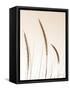 Field Grasses IV Sepia-Debra Van Swearingen-Framed Stretched Canvas