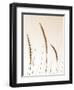 Field Grasses IV Sepia-Debra Van Swearingen-Framed Photographic Print