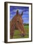 Field Horse-Karie-Ann Cooper-Framed Giclee Print