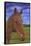 Field Horse-Karie-Ann Cooper-Framed Stretched Canvas