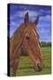 Field Horse-Karie-Ann Cooper-Stretched Canvas