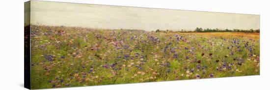 Field I - Mini-Amy Melious-Stretched Canvas