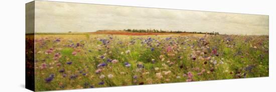 Field II - Mini-Amy Melious-Stretched Canvas