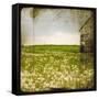 Field II-Ingrid Blixt-Framed Stretched Canvas