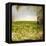 Field II-Ingrid Blixt-Framed Stretched Canvas