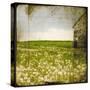 Field II-Ingrid Blixt-Stretched Canvas