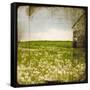Field II-Ingrid Blixt-Framed Stretched Canvas