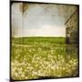 Field II-Ingrid Blixt-Mounted Art Print