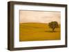 Field in Lower Tuscany-Caroyl La Barge-Framed Photographic Print