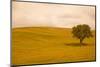 Field in Lower Tuscany-Caroyl La Barge-Mounted Photographic Print