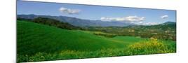 Wood Mount