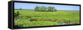 Field, Jean Lafitte National Park, New Orleans, Louisiana, USA-Panoramic Images-Framed Stretched Canvas