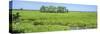 Field, Jean Lafitte National Park, New Orleans, Louisiana, USA-Panoramic Images-Stretched Canvas