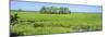 Field, Jean Lafitte National Park, New Orleans, Louisiana, USA-Panoramic Images-Mounted Photographic Print