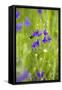Field Larkspur (Consolida Regalis - Delphinium Consolida) with Bumble Bee Flying by, Slovakia-Wothe-Framed Stretched Canvas