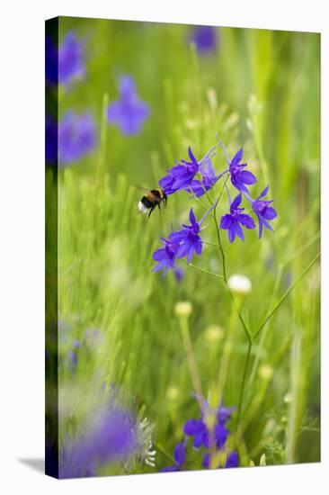 Field Larkspur (Consolida Regalis - Delphinium Consolida) with Bumble Bee Flying by, Slovakia-Wothe-Stretched Canvas