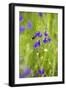 Field Larkspur (Consolida Regalis - Delphinium Consolida) with Bumble Bee Flying by, Slovakia-Wothe-Framed Premium Photographic Print