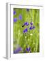 Field Larkspur (Consolida Regalis - Delphinium Consolida) with Bumble Bee Flying by, Slovakia-Wothe-Framed Premium Photographic Print