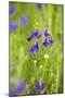 Field Larkspur (Consolida Regalis - Delphinium Consolida) with Bumble Bee Flying by, Slovakia-Wothe-Mounted Premium Photographic Print