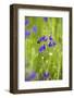 Field Larkspur (Consolida Regalis - Delphinium Consolida) with Bumble Bee Flying by, Slovakia-Wothe-Framed Photographic Print