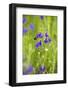 Field Larkspur (Consolida Regalis - Delphinium Consolida) with Bumble Bee Flying by, Slovakia-Wothe-Framed Photographic Print